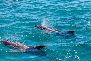 Naklejka premium Pair of dolphins in Bay of Islands, New Zealand