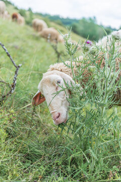 Stachelige Mahlzeit - Merinoschaf beim Schlemmen
