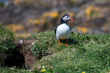 Atlantic puffin photographed in Scotland, in Europe. Picture made in 2019.