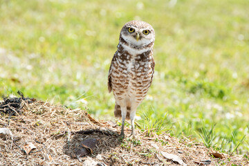 Burrowing owl in a field