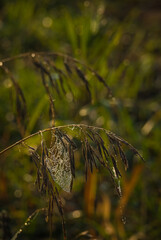 Ears of field grass in the morning dew