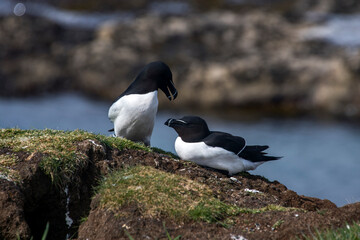Razorbill photographed in Scotland, in Europe. Picture made in 2019.