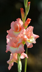 Summer gladiolus bloom