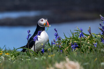 Atlantic puffin photographed in Scotland, in Europe. Picture made in 2019.