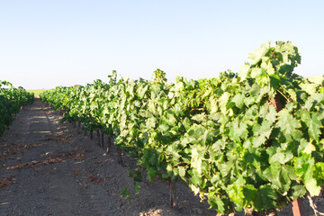 Fototapeta na wymiar Mediterranean vineyard landscape. Green leaves and grapes. row of vineyards