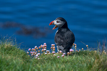 Atlantic puffin photographed in Scotland, in Europe. Picture made in 2019.