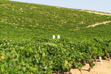 Fototapeta na wymiar Mediterranean vineyard landscape. Green leaves and grapes. White water well