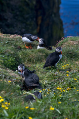 Atlantic puffin photographed in Scotland, in Europe. Picture made in 2019.