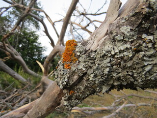 orange tree in the forest