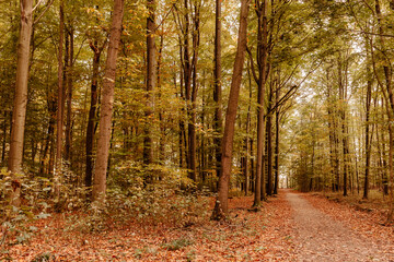 Footpath through beech forest in fall colors