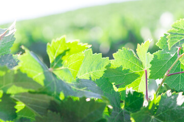 Mediterranean vineyard landscape. Green leaves and grapes. Leaves details