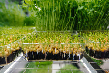 Juicy and young sprouts of micro greens in the greenhouse. Growing seeds. Healthy eating