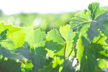 Fototapeta na wymiar Mediterranean vineyard landscape. Green leaves and grapes. Leaves details