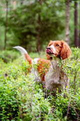 Healthy happy adorable dog of welsh springer spaniel breed in forest. Nature green background. - obrazy, fototapety, plakaty