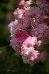 Fototapeta na wymiar pink rose bush on green background