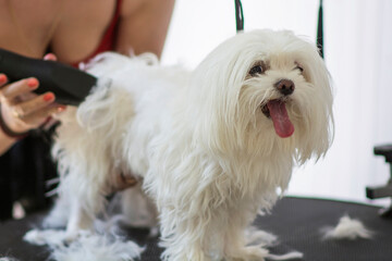 White maltese dog is groomed with the trimmer on the black table.