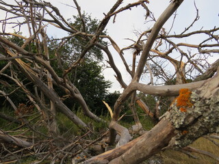 dead tree in the forest