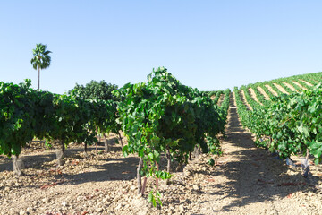 Fototapeta na wymiar Mediterranean vineyard landscape. Green leaves and grapes. row of vineyards