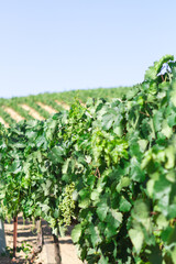 Fototapeta na wymiar Mediterranean vineyard landscape. Green leaves and grapes