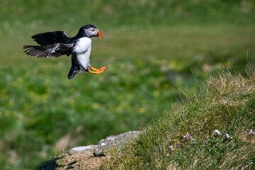 Atlantic puffin photographed in Scotland, in Europe. Picture made in 2019.