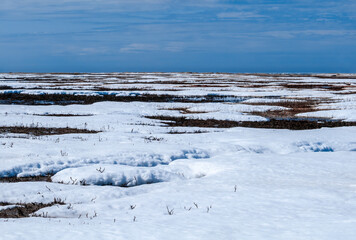 Spring tundra in Barents Sea coastal area, Russia