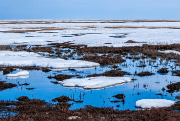 Spring tundra in Barents Sea coastal area, Russia