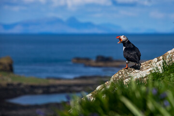 Atlantic puffin photographed in Scotland, in Europe. Picture made in 2019.