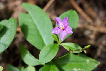 A close up of a flower in a forest