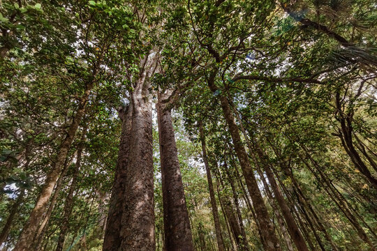 Under Kauri Trees