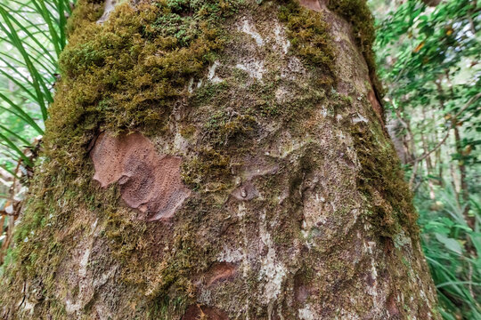 Close-up Of Giant Kauri Tree Trunk