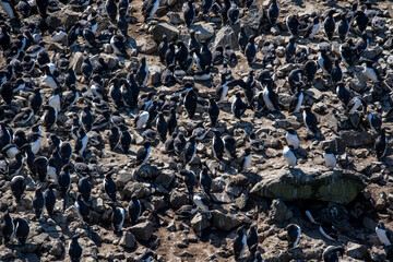 Common murre photographed in Scotland, in Europe. Picture made in 2019.