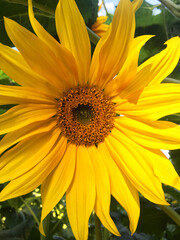 sunflower close