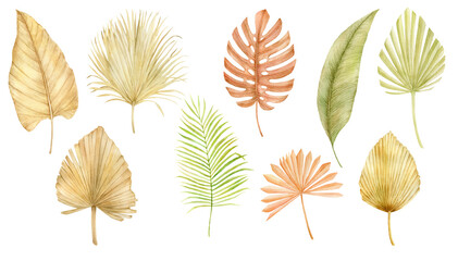 Watercolor dried tropical palm leaves. Botanical hand painted floral illustration isolated on white background.