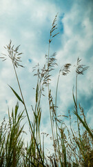 Silhouettes of stems of drying herbs in hot summer