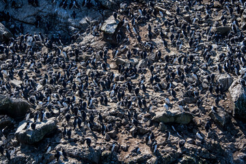 Common murre photographed in Scotland, in Europe. Picture made in 2019.