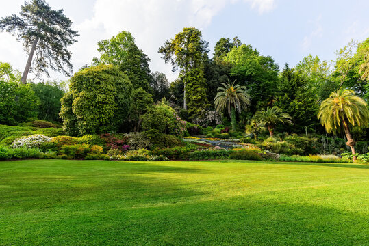 Lawn on the background of flowering rhododendrons, palm trees and mixed forest.
