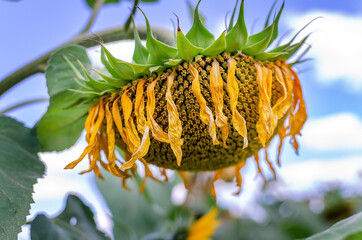 yellow sunflower flowers with petals and stamens