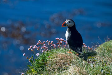 Atlantic puffin photographed in Scotland, in Europe. Picture made in 2019.