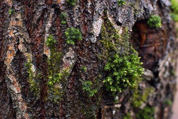 Wood texture with a piece of green moss