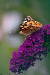 butterfly_003