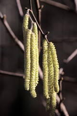 Naklejka premium Hazel catkins (Corylus sp.) in Swiss hedgerow, European Alps