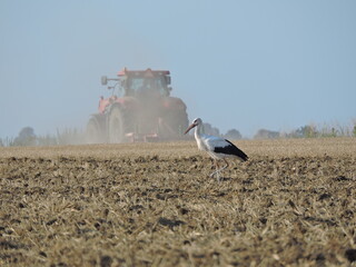 Bocian i Traktor,Orka © Iwona