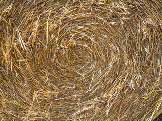 close-up of straw texture. rolled up in a circle of hay. Concept of agriculture