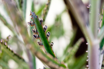 A close up of a tree and a green leaf