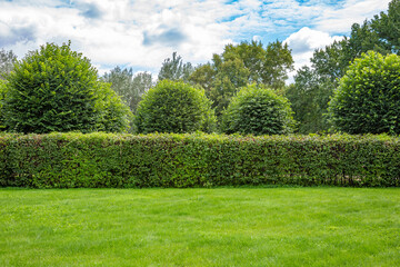 Fototapeta na wymiar Option to design the landscape of a green garden or backyard