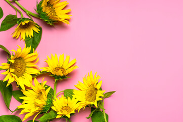 Flat lay Sunflower natural background. Beautiful fresh yellow sunflower with green leaves on pink background top view copy space. Flower card, wallpaper. Harvest time, agriculture, farming