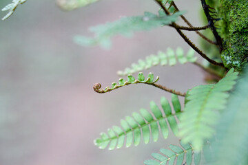 A close up of a plant in a forest