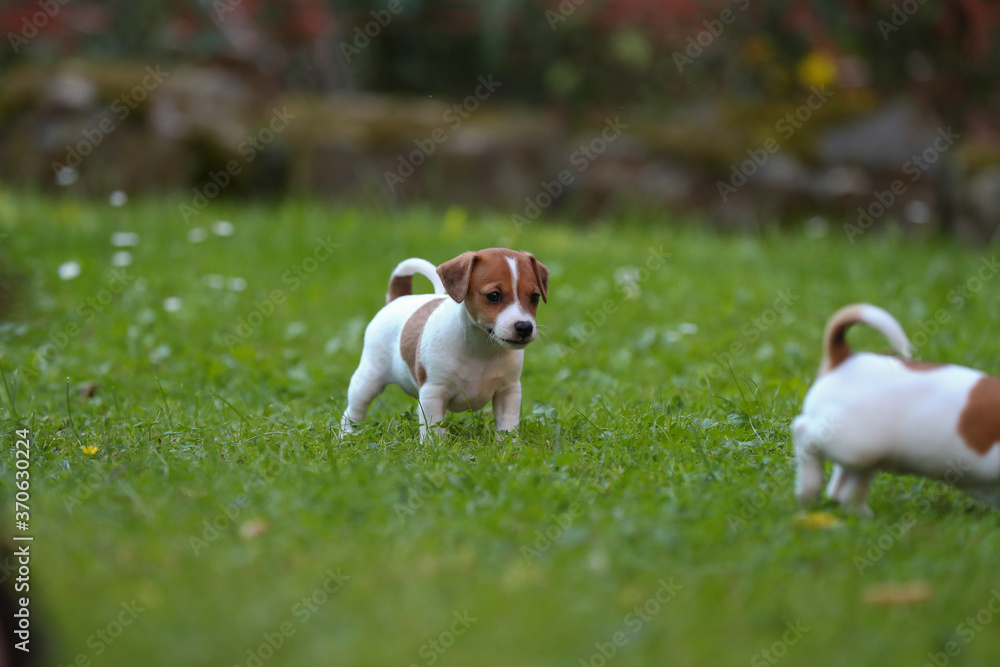 Wall mural jack russel terrier welpen auf einer wiese