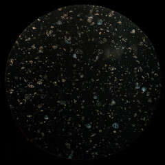 Overhead view of jellyfish floating in tank in aquarium