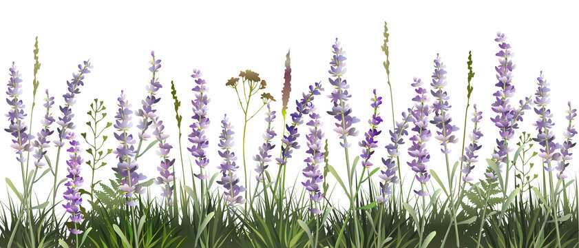 Lavender decorative field. Lavender background. Vector illustration